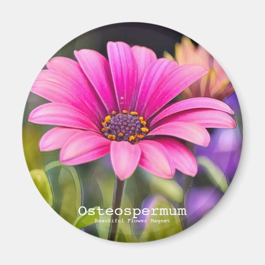 Osteospermum Magnet (Vorne)