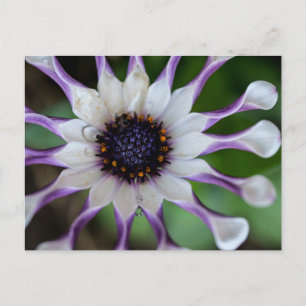 Osteospermum Nasinga White Postkarte