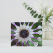 Osteospermum Nasinga White Postkarte (Stehend Vorderseite)