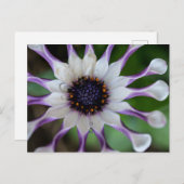 Osteospermum Nasinga White Postkarte (Vorne/Hinten)