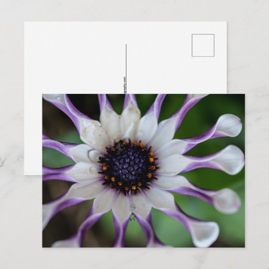 Osteospermum Nasinga White Postkarte (Vorne/Hinten)