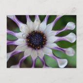 Osteospermum Nasinga White Postkarte (Vorderseite)