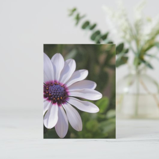 Osteospermum Postkarte (Stehend Vorderseite)