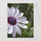 Osteospermum Postkarte (Vorderseite)