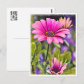 Osteospermum Postkarte (Vorne/Hinten)