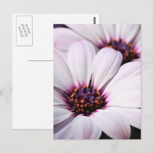 Osteospermum Postkarte (Vorne/Hinten)