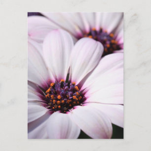 Osteospermum Postkarte