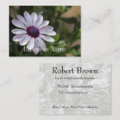 Osteospermum Visitenkarte (Vorne/Hinten)