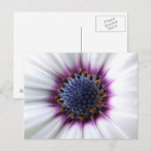 Osteospurmum Postkarte (Vorne/Hinten)