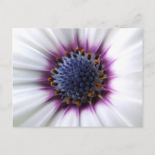 Osteospurmum Postkarte