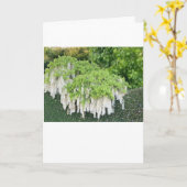 Osterausweis mit schöner weißer Wisteria Karte (Gelbe Blume)