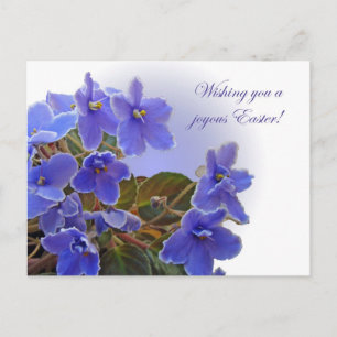 Osterblaue afrikanische Violetten Feiertagspostkarte