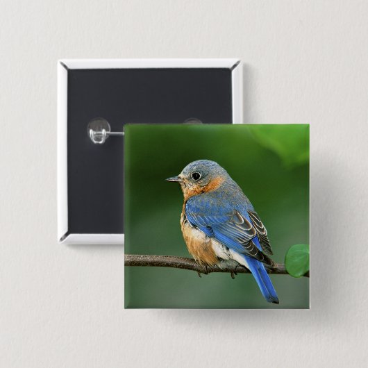 Osterblume, Sialia sialis Button (Vorne & Hinten)