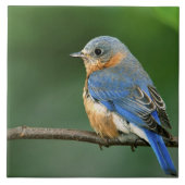 Osterblume, Sialia sialis Fliese (Vorderseite)