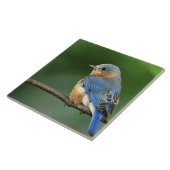 Osterblume, Sialia sialis Fliese (Seite)