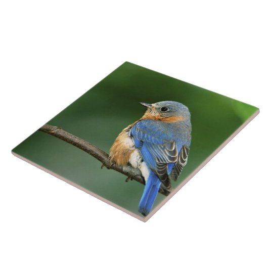 Osterblume, Sialia sialis Fliese (Seite)