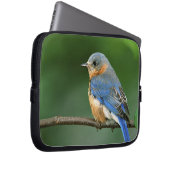 Osterblume, Sialia sialis Laptopschutzhülle (Vorne Rechts)