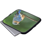 Osterblume, Sialia sialis Laptopschutzhülle (Vorne Knopf)