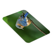 Osterblume, Sialia sialis Magnet (Rechte Seite)