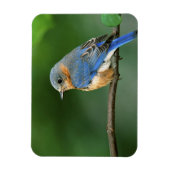 Osterblume, Sialia sialis Magnet (Vertikal)