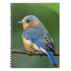 Osterblume, Sialia sialis Notizblock