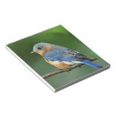 Osterblume, Sialia sialis Notizblock (angewinkelt)