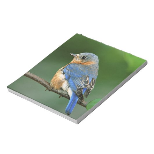 Osterblume, Sialia sialis Notizblock (Rotiert)