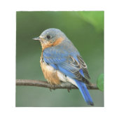 Osterblume, Sialia sialis Notizblock (Vorderseite)