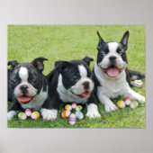 Osterbostoner Terrier Poster (Vorne)
