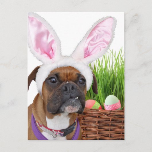 Osterboxerhund Feiertagspostkarte (Vorderseite)