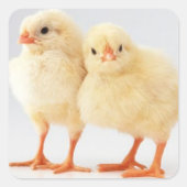 Osterchicks Sticker (Vorderseite)