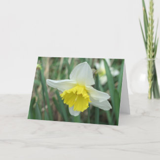 Osterdaffodil Feiertagskarte