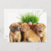 Osterdogue de Bordeaux Feiertagspostkarte (Vorne/Hinten)