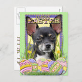 Ostereier - Chihuahua Feiertagspostkarte (Vorne/Hinten)