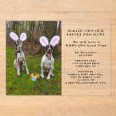 Ostereier Jagd und Party Hunde Ostern Acryleinladungen (Vorderseite)