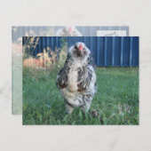 Ostereiger Feiertagspostkarte (Vorne/Hinten)