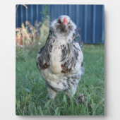 Ostereiger Fotoplatte (Vorderseite)