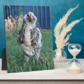 Ostereiger Fotoplatte (Seite)