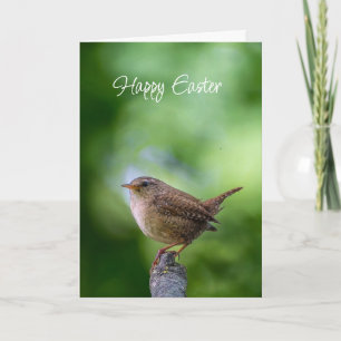 Osterfrühling Zaunkönig Vogel Freude Glück Wünsche Feiertagskarte