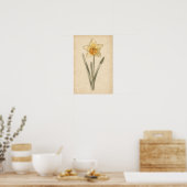 Osterglocke Botanischer Druck Poster (Küche)