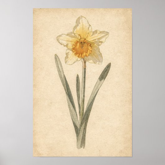 Osterglocke Botanischer Druck Poster (Vorne)