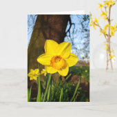 Osterglocke im Park Karte (Gelbe Blume)