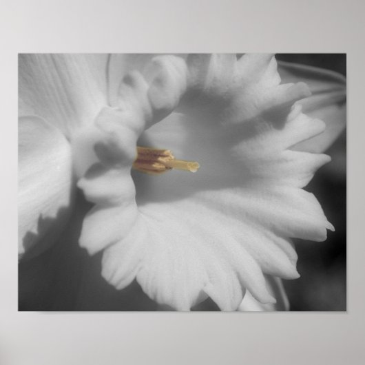 Osterglocken-Blume Teilkoloriert Poster (Vorne)