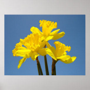 Osterglocken-Blumenposter-Kunstprints Blaues Himme Poster