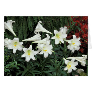 Osterglocken-Lilie (Lilium regale)