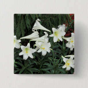 Osterglocken-Lilie (Lilium regale) Button
