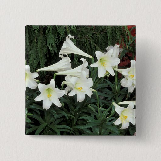 Osterglocken-Lilie (Lilium regale) Button (Vorderseite)