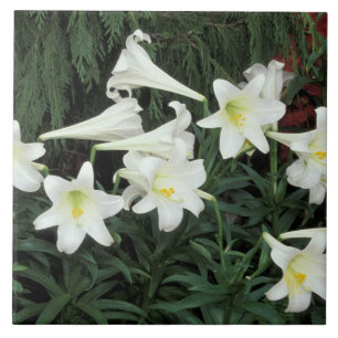 Osterglocken-Lilie (Lilium regale) Fliese