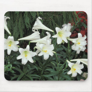 Osterglocken-Lilie (Lilium regale) Mousepad