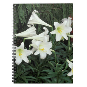 Osterglocken-Lilie (Lilium regale) Notizblock